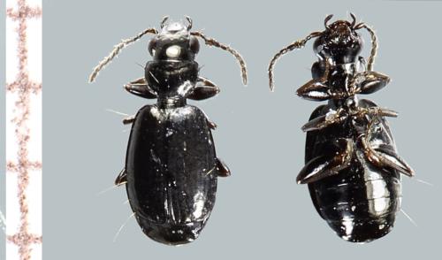 Syntomus truncatellus